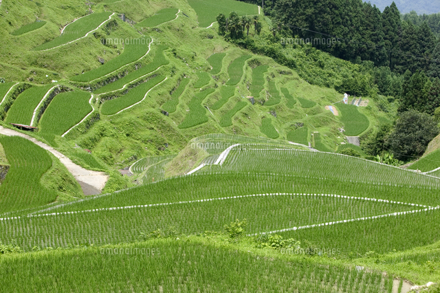 初夏の泉谷の棚田 10972002708 の写真素材 イラスト素材 アマナイメージズ