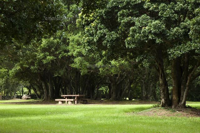 ウバメガシの写真素材 ストックフォト アマナイメージズ