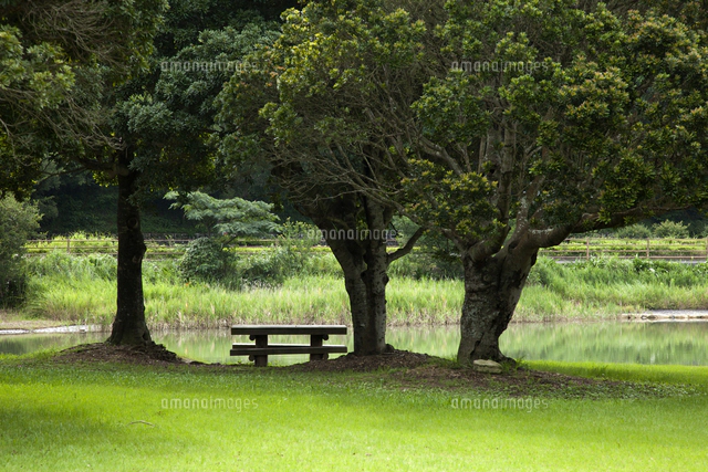 ウバメガシの写真素材 ストックフォト アマナイメージズ