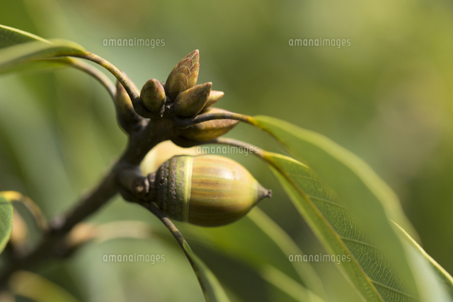 椎の実 の写真素材 イラスト素材 アマナイメージズ