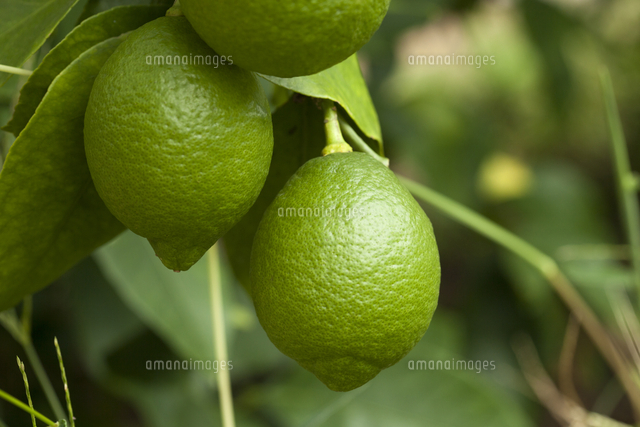 青いレモン の写真素材 イラスト素材 アマナイメージズ