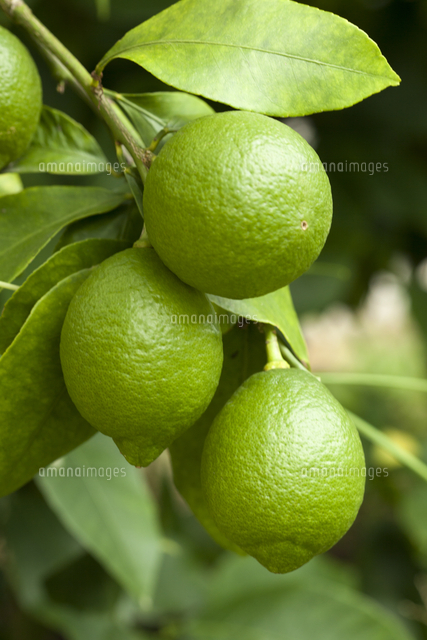 青いレモン の写真素材 イラスト素材 アマナイメージズ