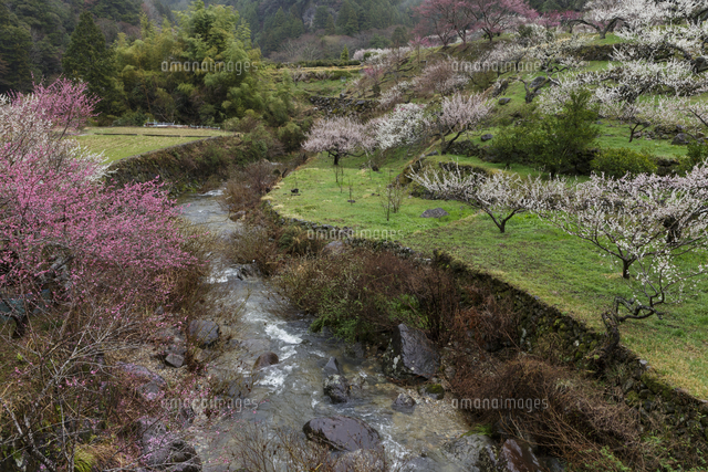 梅の花咲く日本の原風景 の写真素材 イラスト素材 アマナイメージズ