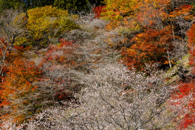 小原町の四季桜[10975001923]の写真・イラスト素材｜アマナイメージズ