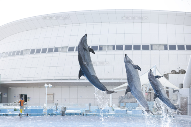 イルカショーのジャンプ（名古屋港水族館）[10975002199]の写真