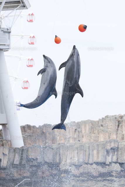 イルカショーのジャンプ（名古屋港水族館）[10975002202]の写真