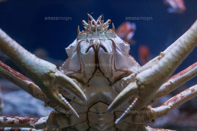 タカアシガニ（名古屋港水族館）[10975002212]の写真・イラスト素材