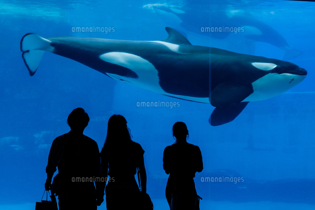 シャチ(名古屋港水族館)[10975002268]の写真・イラスト素材｜アマナ