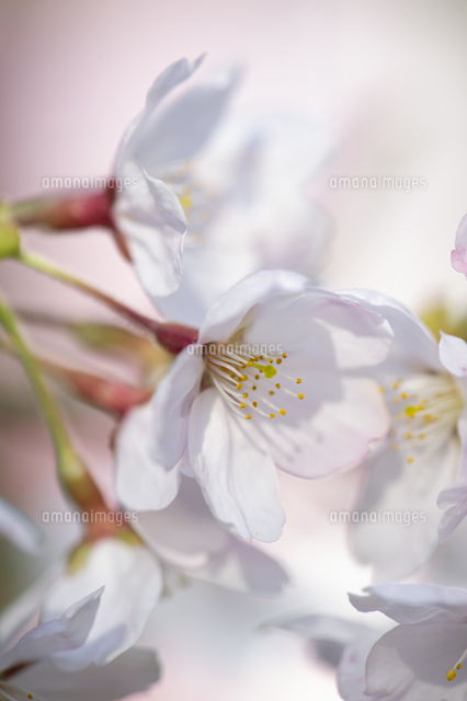 淡いピンクが可愛らしい咲き始めのさくらの花 の写真素材 イラスト素材 アマナイメージズ 淡いピンクが可愛らしい咲き始めのさくらの花 の写真素材 イラスト素材 アマナイメージズ