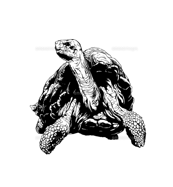 ガラパゴスゾウガメ 正面 の写真素材 イラスト素材 アマナイメージズ ガラパゴスゾウガメ 正面 の写真素材 イラスト素材 アマナイメージズ