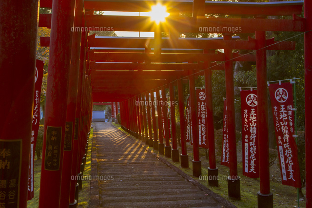 篠山の千本鳥居と言われる王地山稲荷神社 の写真素材 イラスト素材 アマナイメージズ