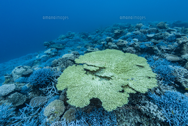 西表島 イダの浜に群生するテーブルサンゴ[10983000841]の写真