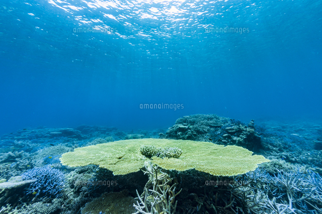 西表島 イダの浜に群生するテーブルサンゴ[10983000842]の写真