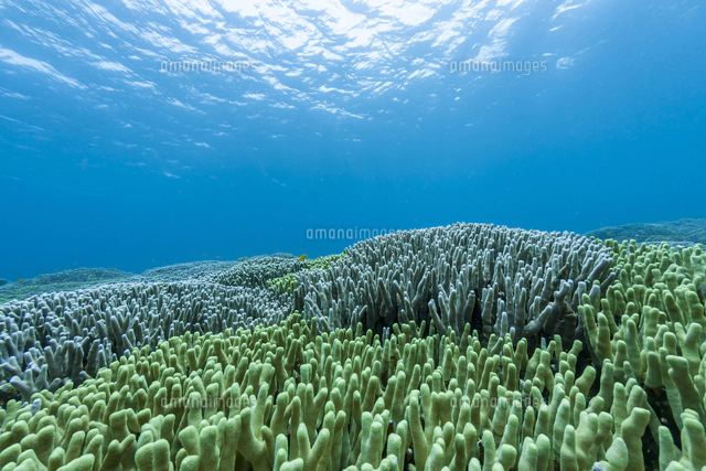 西表島 イダの浜のテーブルサンゴ[10983000844]の写真・イラスト素材