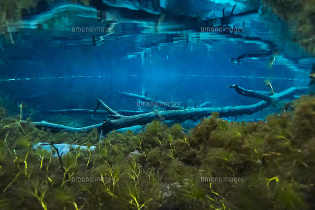 倒木が沈む神秘的な神の子池 の写真素材 イラスト素材 アマナイメージズ