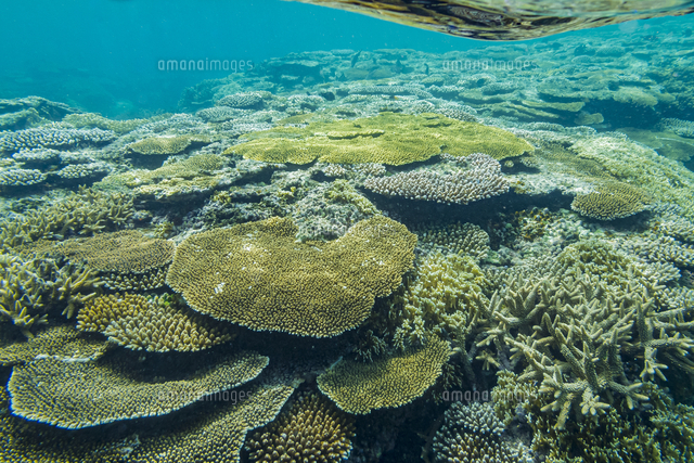 石西礁湖の美しい海とテーブルサンゴ[10983002650]の写真・イラスト
