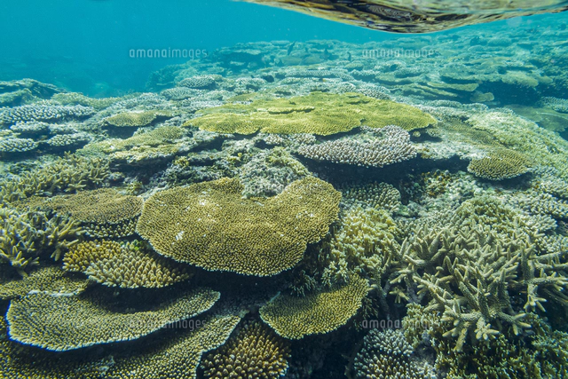 石西礁湖の美しい海とテーブルサンゴ[10983002649]の写真
