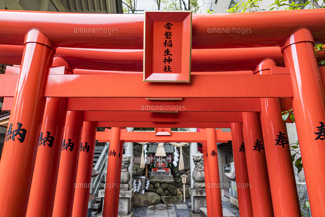 しめ縄 神社鳥居、境内用 神社、鳥居、境内用しめ縄 神社鳥居しめ縄の