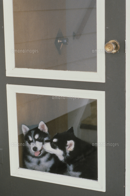 窓から外を見る2匹のシベリアンハスキーの子犬 の写真素材 イラスト素材 アマナイメージズ
