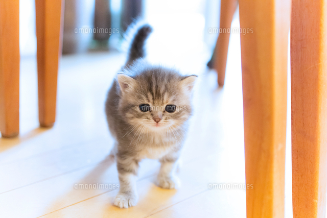 ふわふわこねこ の写真素材 イラスト素材 アマナイメージズ ふわふわこねこ の写真素材 イラスト素材 アマナイメージズ
