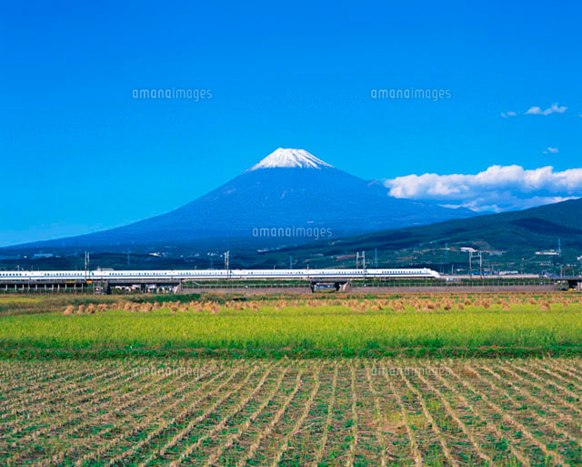 秋の富士山と田んぼ の写真素材 イラスト素材 アマナイメージズ