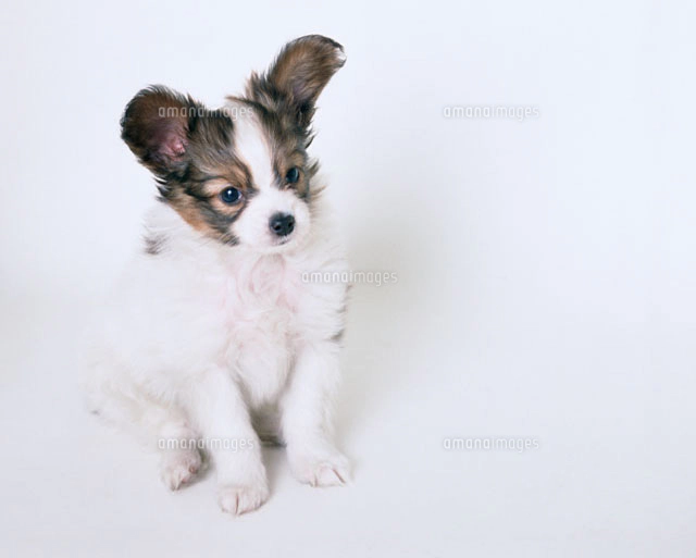 パピヨン確認画像 11002015562.jpg