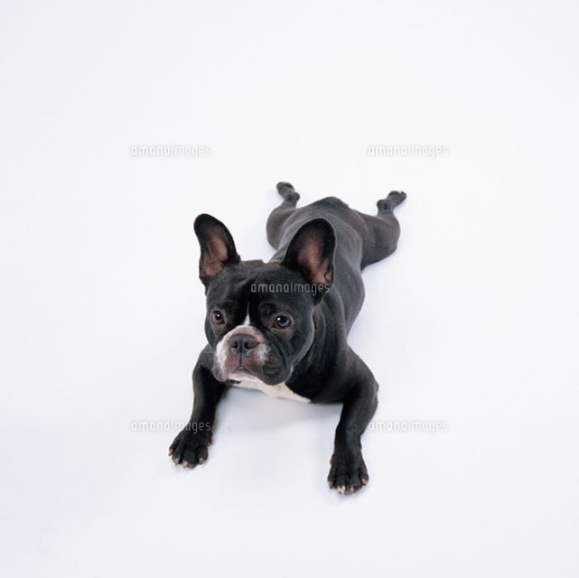 フレンチブルドッグ の写真素材 イラスト素材 アマナイメージズ