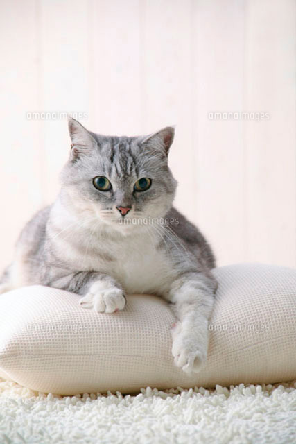 座る鯖猫 の写真素材 イラスト素材 アマナイメージズ