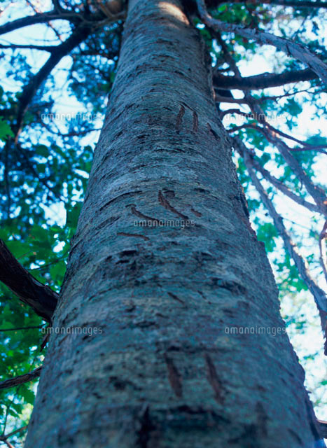 木に残る熊の爪痕 の写真素材 イラスト素材 アマナイメージズ