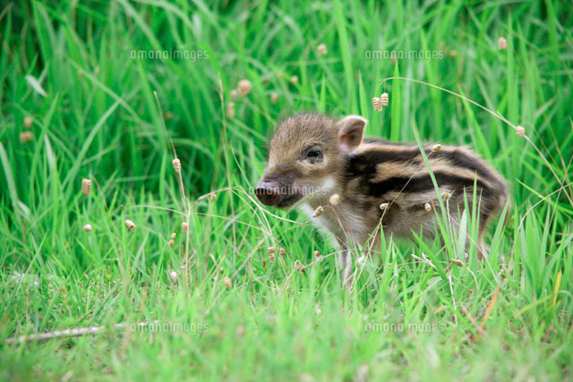 イノシシの子供 の写真素材 イラスト素材 アマナイメージズ