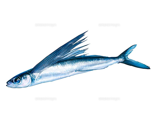 トビウオの写真素材 ストックフォト アマナイメージズ