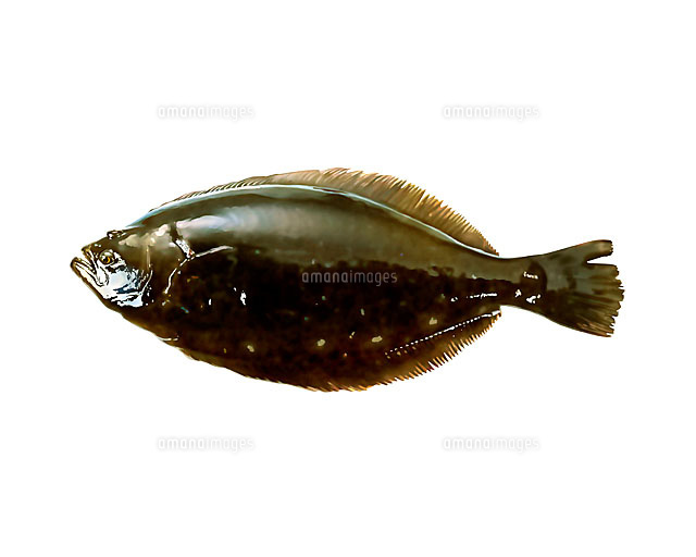 ヒラメ の写真素材 イラスト素材 アマナイメージズ