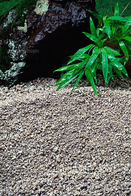 砂利石の地面と植物 の写真素材 イラスト素材 アマナイメージズ