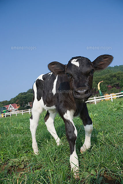 牧場の子牛 ホルスタイン の写真素材 イラスト素材 アマナイメージズ