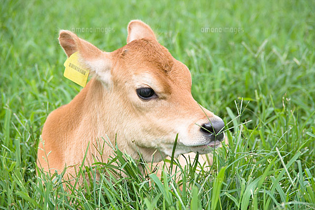 牧場で伏せる子牛 ジャージー の写真素材 イラスト素材 アマナイメージズ