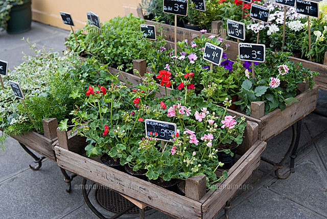 パリの花屋の店先 の写真素材 イラスト素材 アマナイメージズ