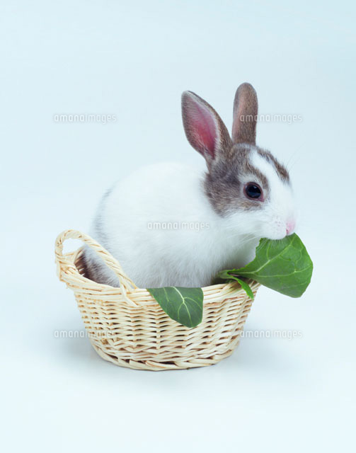 カゴの中に入ったウサギ[11002054426]の写真・イラスト素材｜アマナ