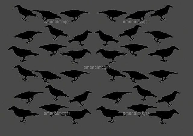 カラス の写真素材 イラスト素材 アマナイメージズ