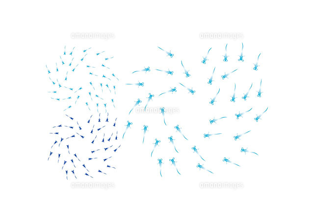 メダカ 11002056407 の写真素材 イラスト素材 アマナイメージズ