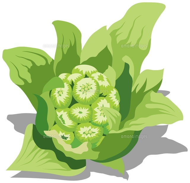 ふきのとう イラストの写真素材 ストックフォト アマナイメージズ