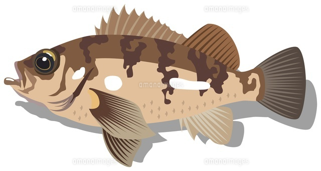 眼張の写真素材 ストックフォト アマナイメージズ