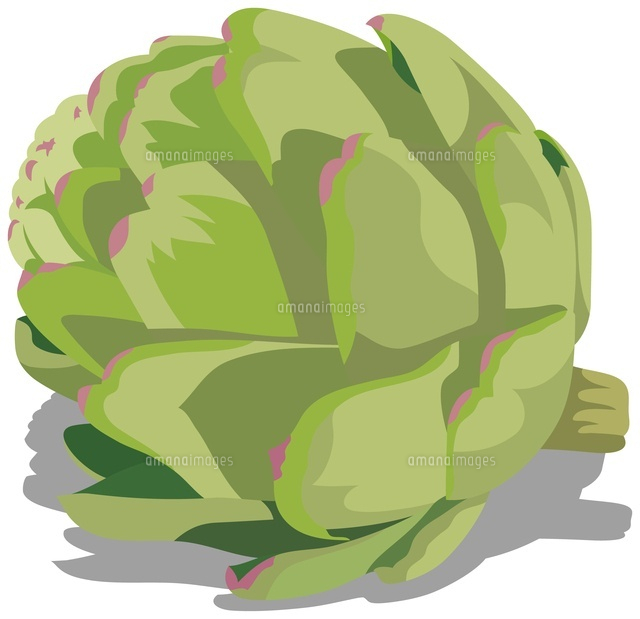 アーティチョーク の写真素材 イラスト素材 アマナイメージズ
