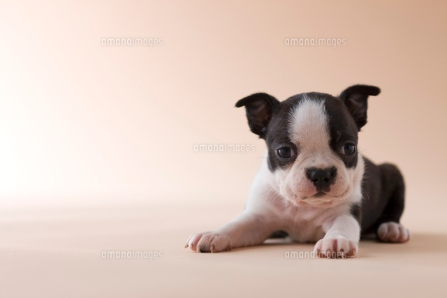 ボストンテリアの子犬 の写真素材 イラスト素材 アマナイメージズ