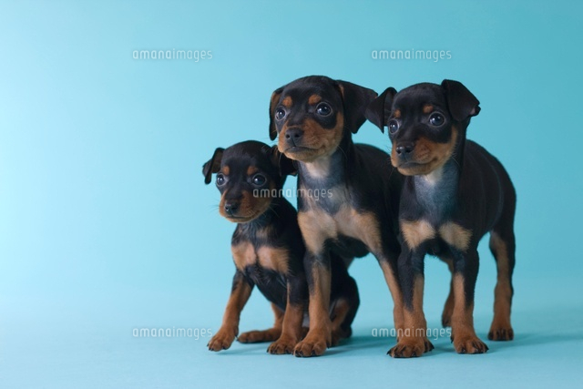 ３匹のミニチュアピンシャーの子犬 の写真素材 イラスト素材 アマナイメージズ