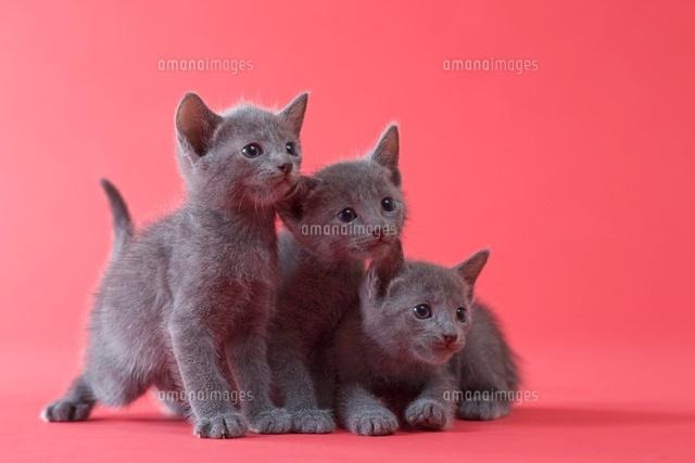 3匹のロシアンブルーの子猫[11002062294]の写真・イラスト素材