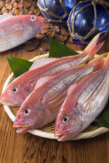 イトヨリダイ の写真素材 イラスト素材 アマナイメージズ イトヨリダイ の写真素材 イラスト素材 アマナイメージズ