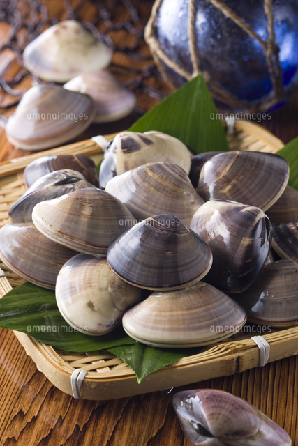 ハマグリ の写真素材 イラスト素材 アマナイメージズ