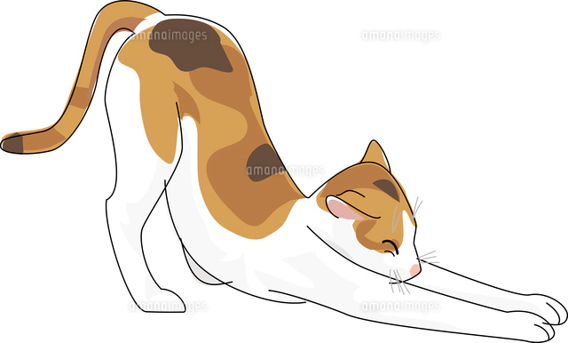 猫 三毛猫のイラスト素材 アマナイメージズ