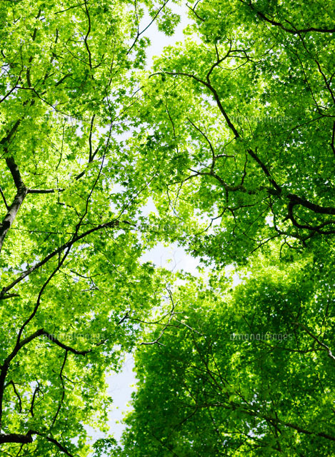 森林 の写真素材 イラスト素材 アマナイメージズ