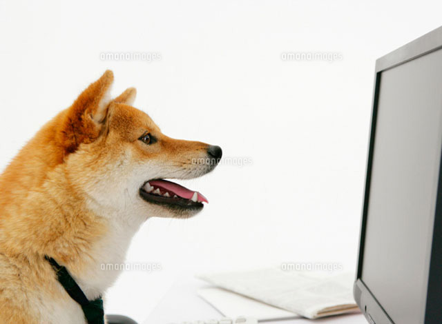 パソコンの前に座る柴犬 の写真素材 イラスト素材 アマナイメージズ
